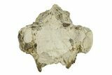 Bargain Fossil Oreodont (Leptauchenia) Upper Skull - South Dakota #269903-2